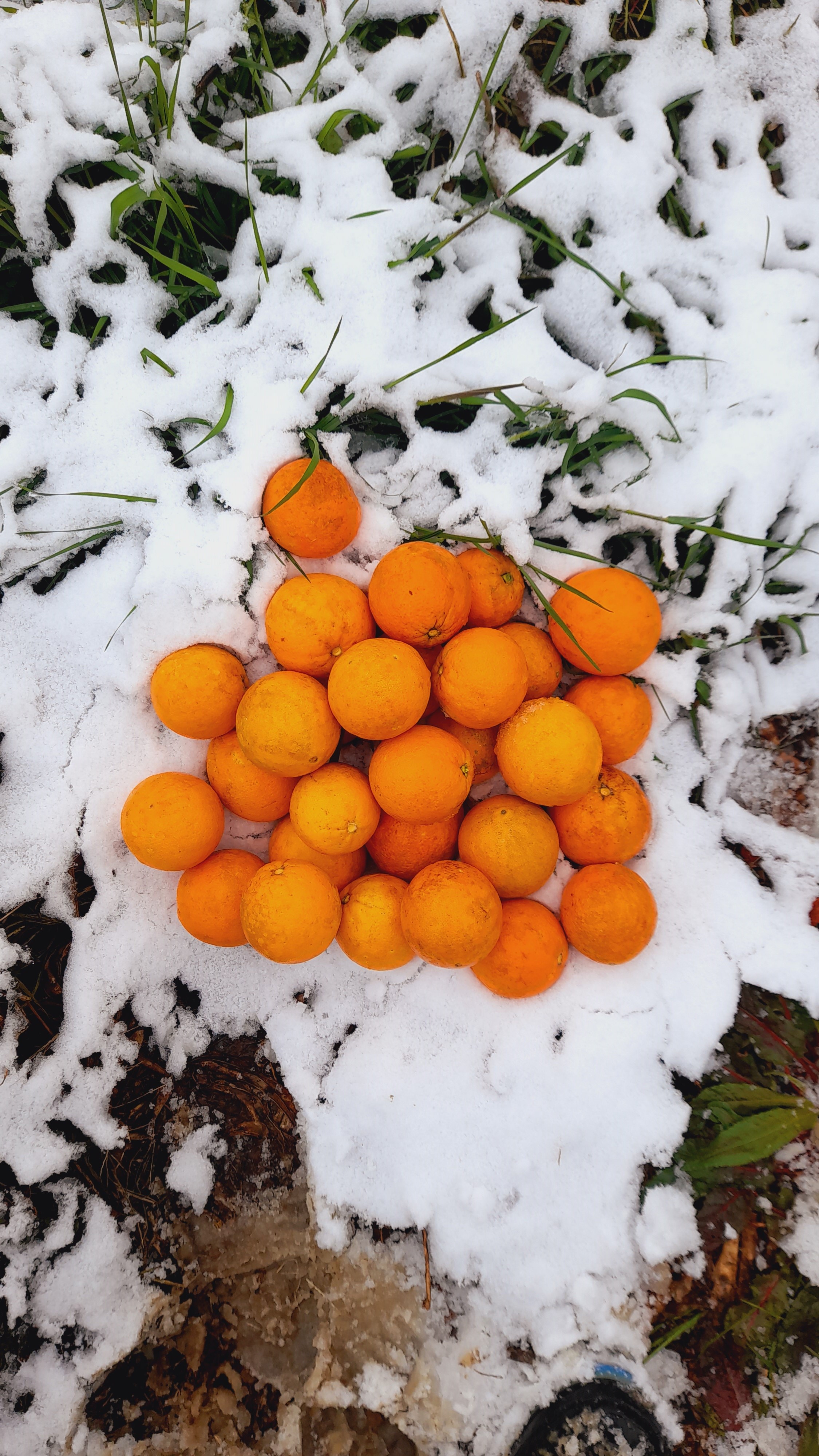 آخرین پرتقالها قبل از یخ زدن