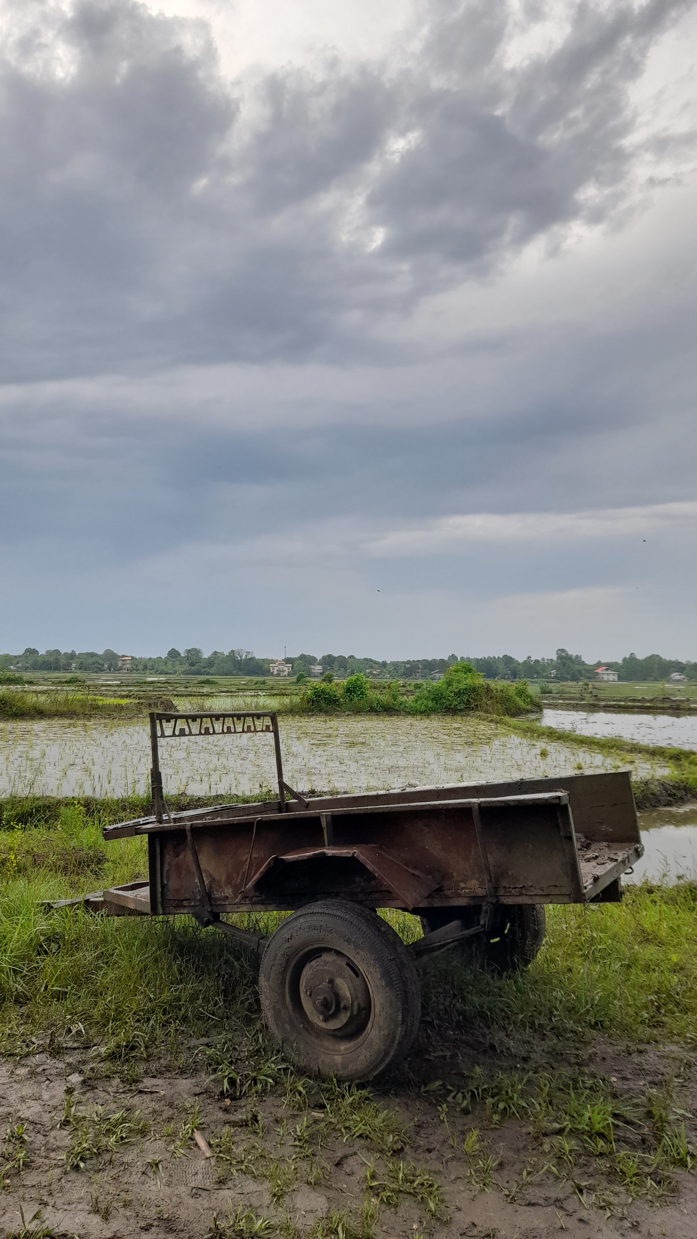 شالیزار تو خیلی زیبایی