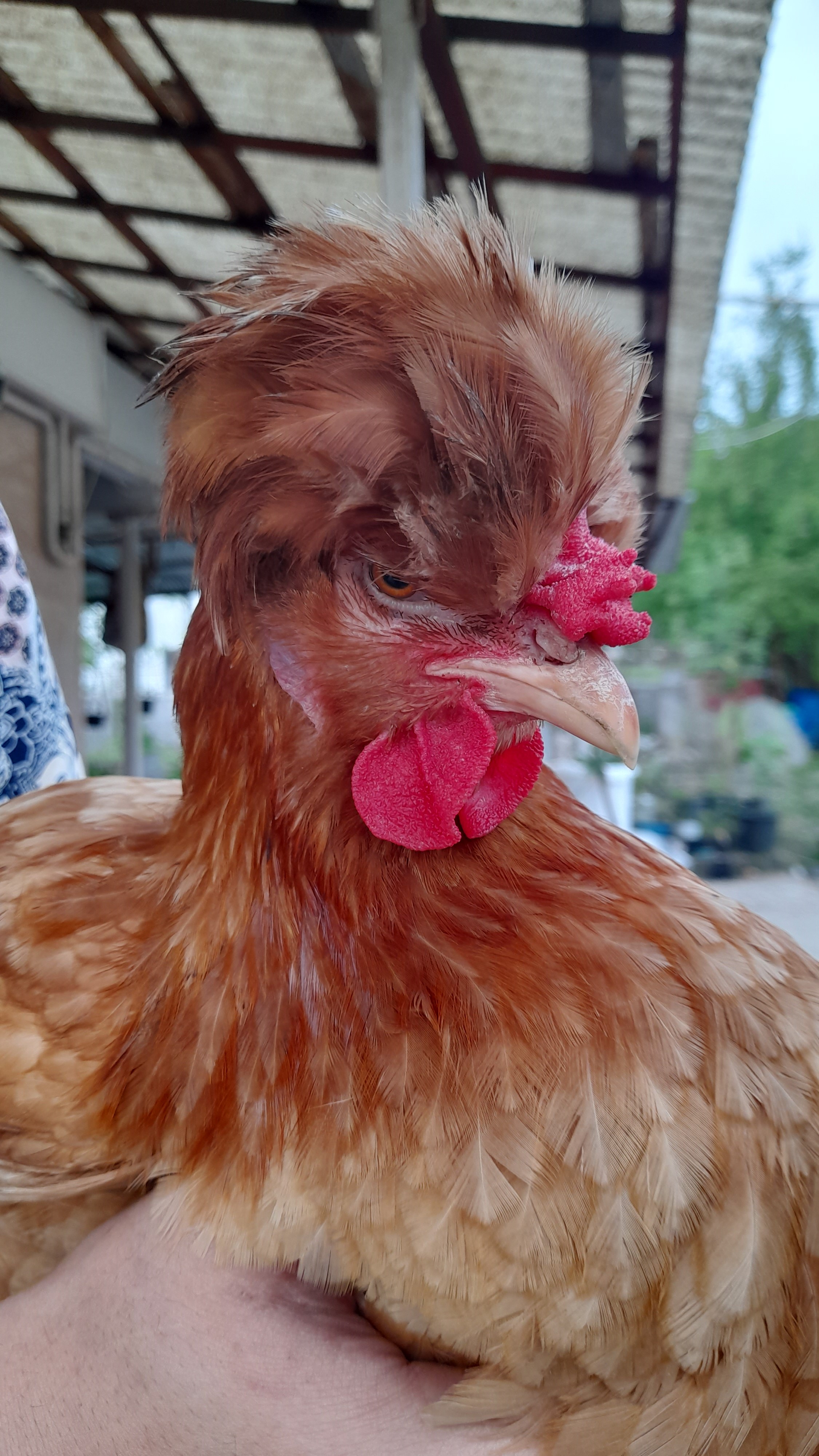 رامین رضائیان