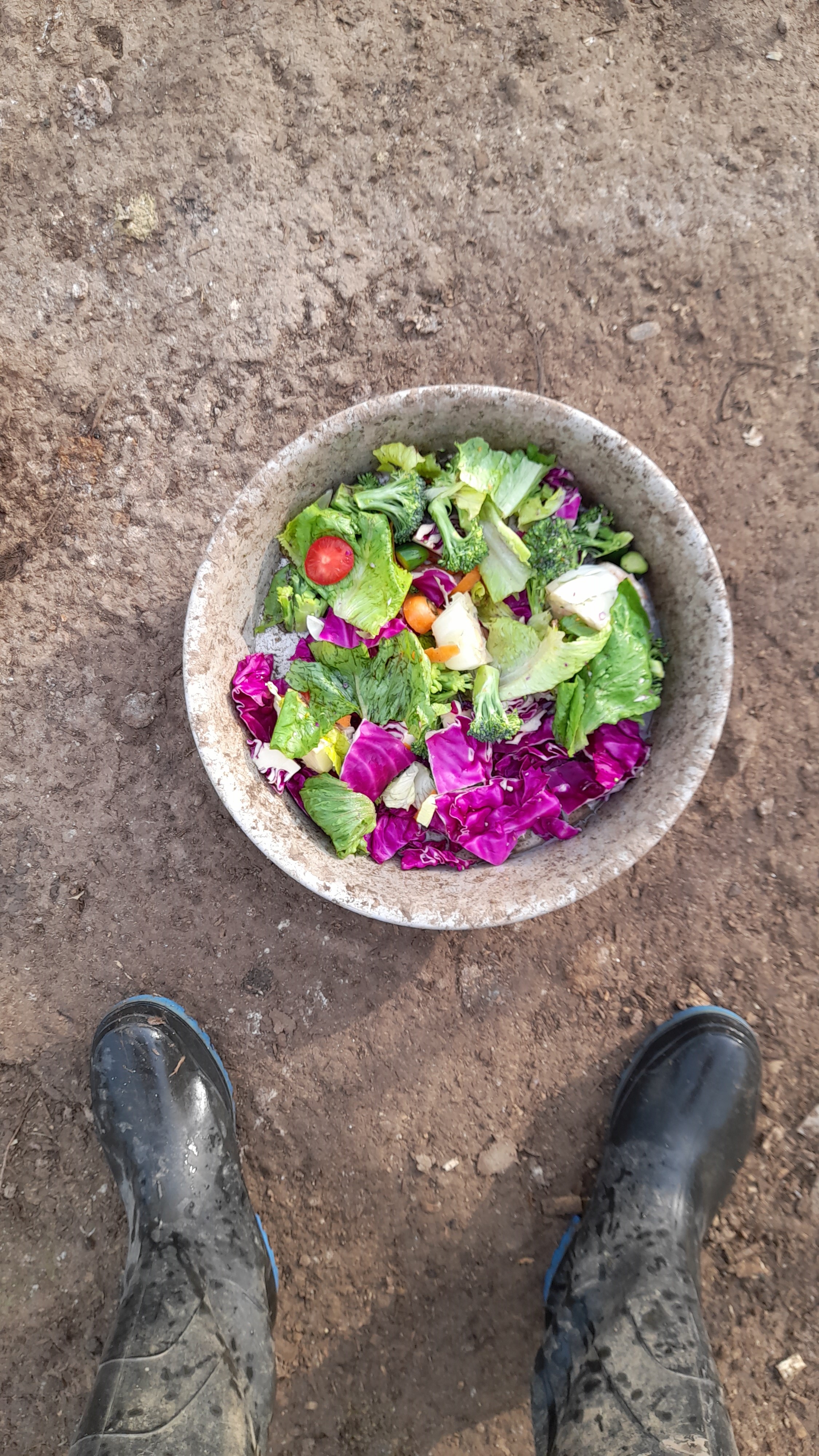 سالاد برای مرغها