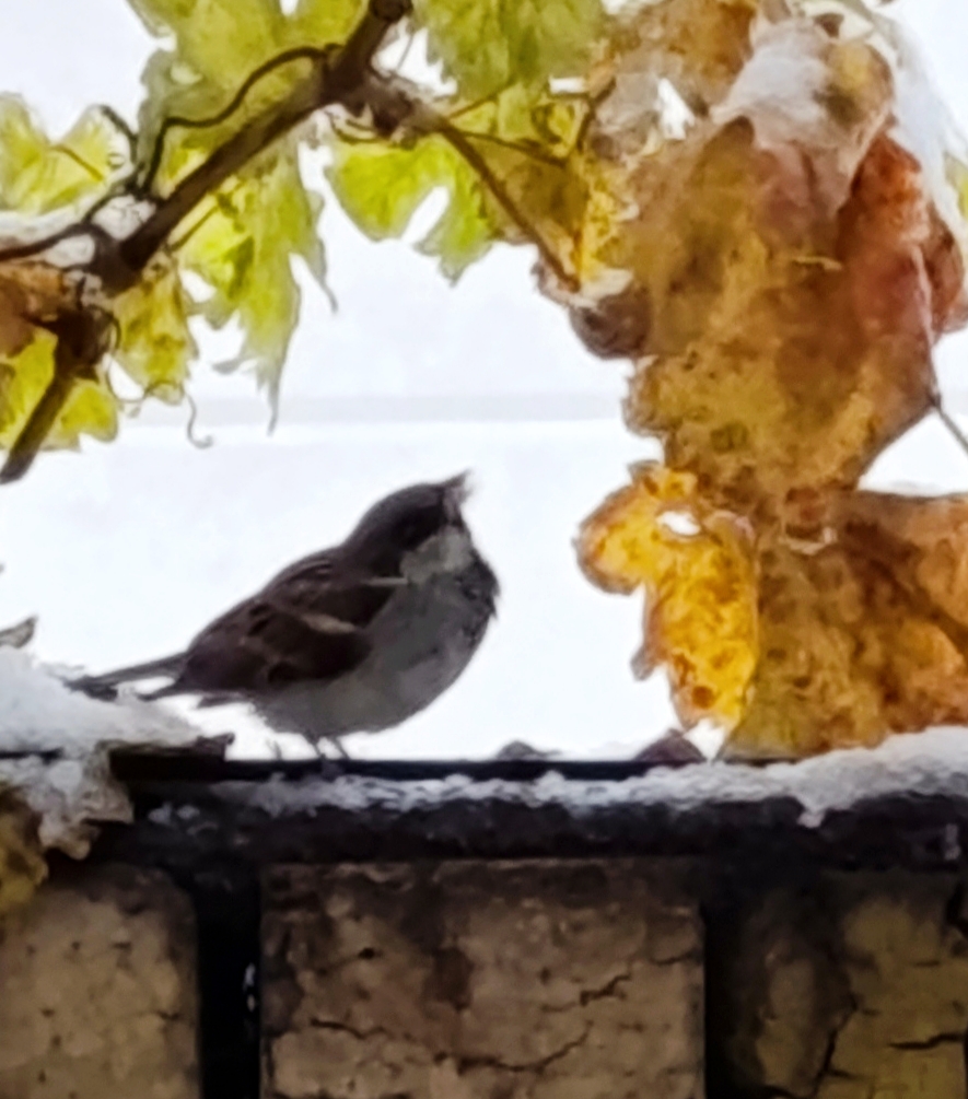 این عکس برای چند هفته پیشه که اصفهان سفید پوش شد :)