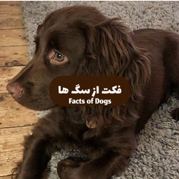 فکت از سگ ها