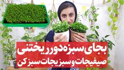 عید نوروز امسال سبزه صیفیجات و سبزیجات بکار!