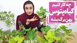 5 عامل تاثیر گذار در پهن شدن برگ پتوس