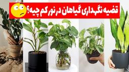 معمای نگهداری گل و گیاه در نور کم+ خرید آن‌ها
