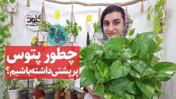 چطور گل پتوس پرپشتی داشته باشیم؟