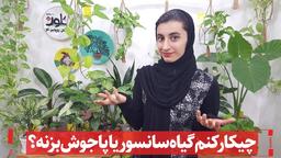 نکات مهم موثر در پاجوش زنی سانسوریا