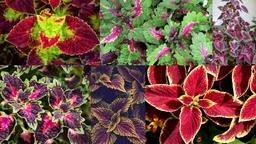 رنگارنگ مثل حسن یوسف...