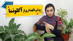 آگلونما جذاب و خواستنی!