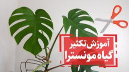 تکثیر مونسترا در بسترهای متفاوت