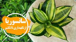 سانسوریا گیاه ساده در عین حال زیبا