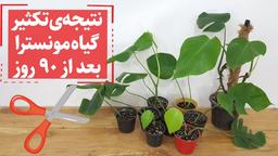 دیگه با اطمینان مونسترا رو تکثیر کنین.