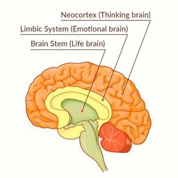 لایه های مختلف مغز و کاربرد آن در بازاریابی (3 لایه)