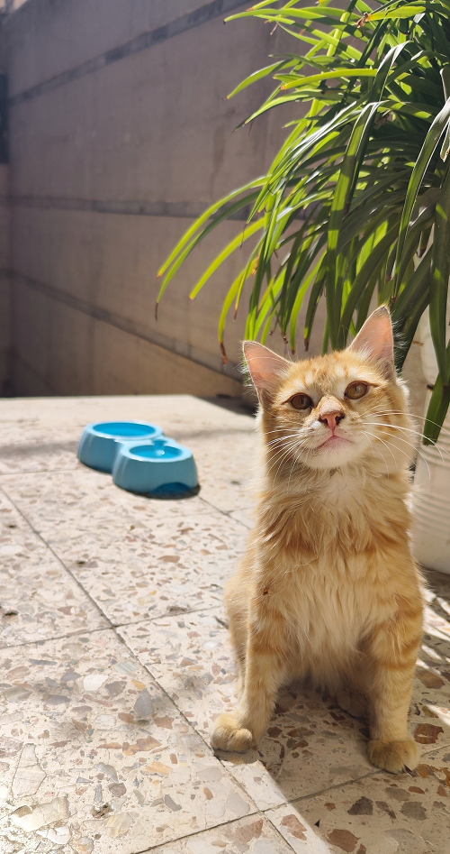 ایشون گربه حیاط ماست :) اسمش جینجر *