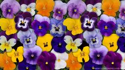 در مورد گل بنفشه بدانید