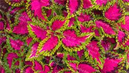 طرز نگهداری از حسن یوسف چگونه است ؟