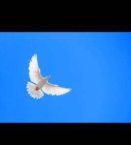 از سقوط تا پرواز  1
