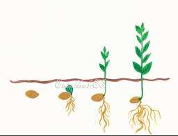 دانه ای درد و رنج