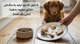 ۵ دلیل که چرا نباید به سگ‌تان «غذای سفره» بدهید! (حتی یک لقمه)