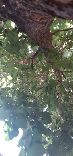 درخت شاتوتم