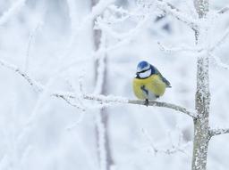 دانه برفی که مرا یاد تو می اندازد.