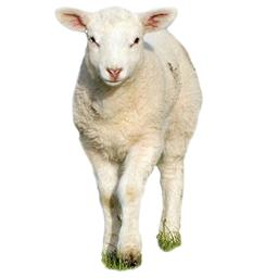 شعری درباره حضرت موسی و بره فراری به زبان کرمانجی