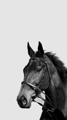 افسار گسیخته