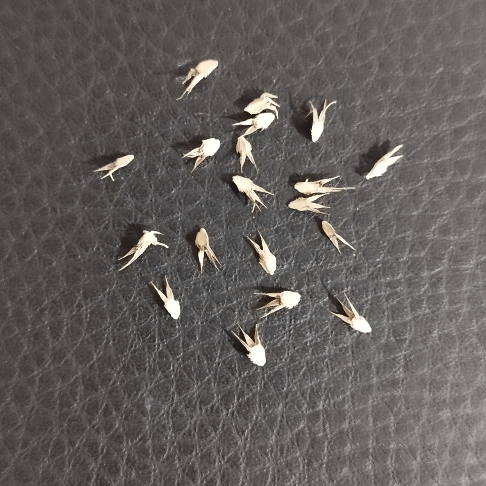 بذر‌های شکسته و معیوب زولنگ