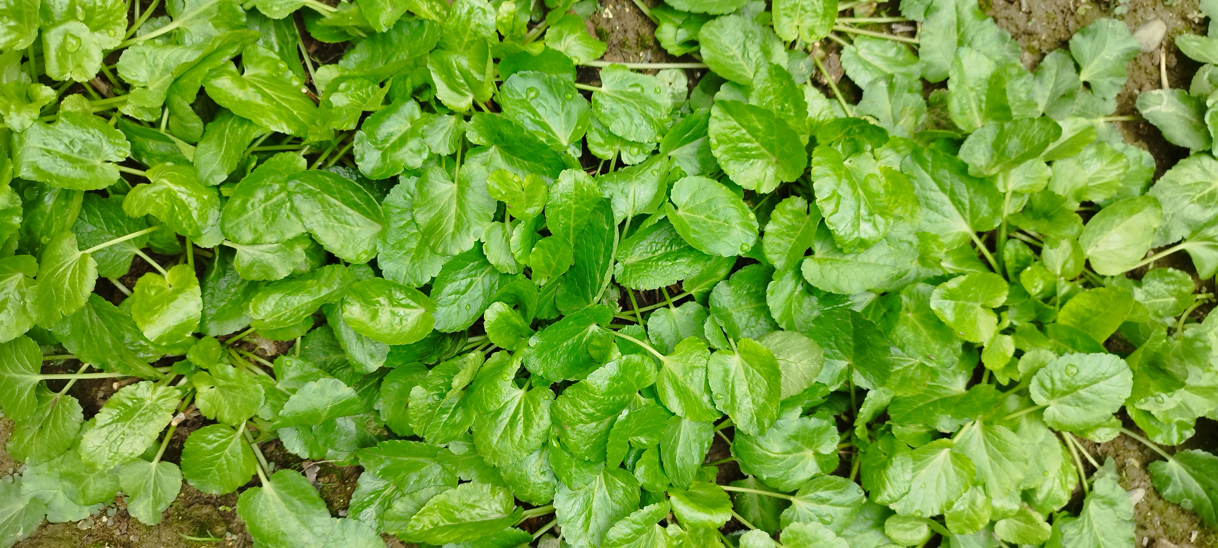 زولنگ (چوچاق)