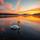 Marsh swan 🌄