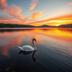 Marsh swan 🌄