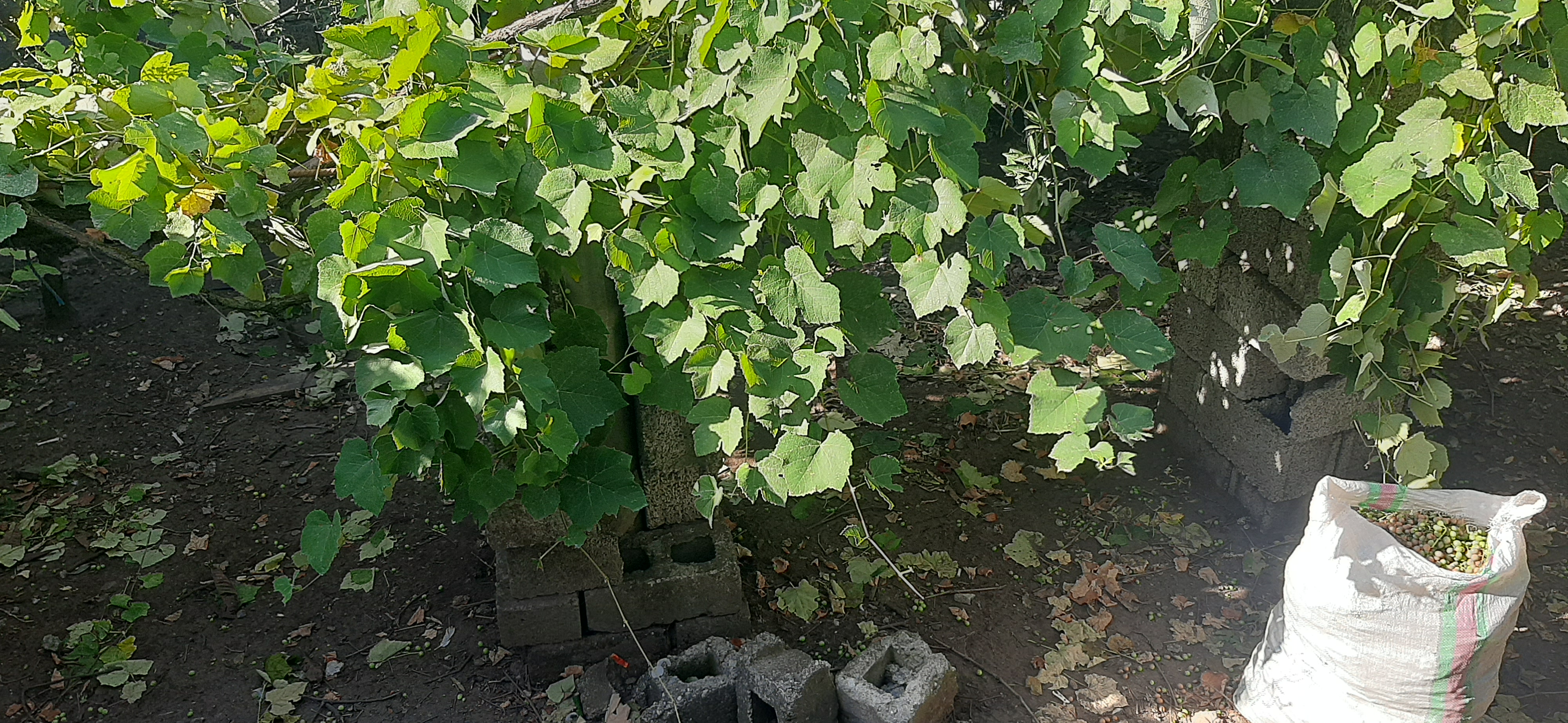 اینااهاااا از این گونیااا دوتا برداشتن