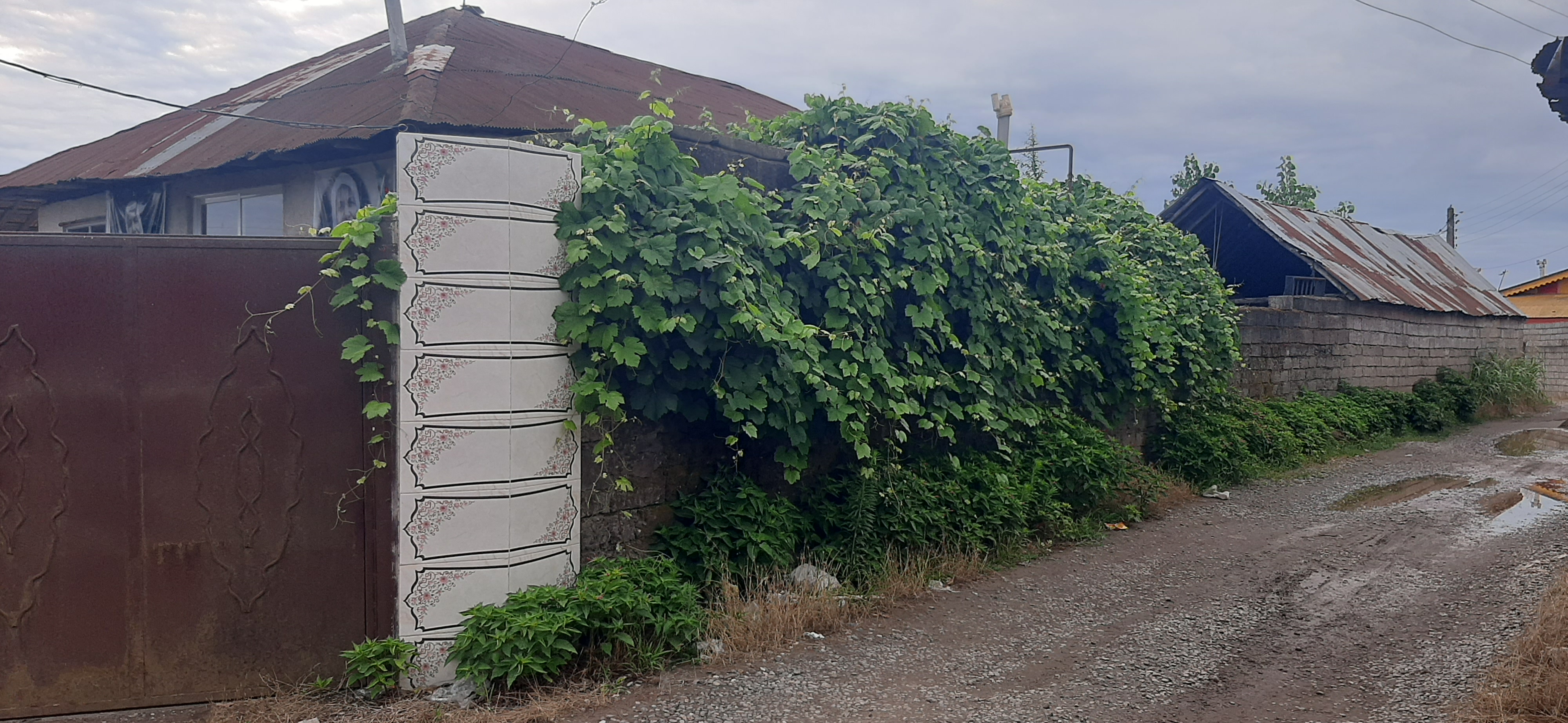 کلا دیواره بلعیده