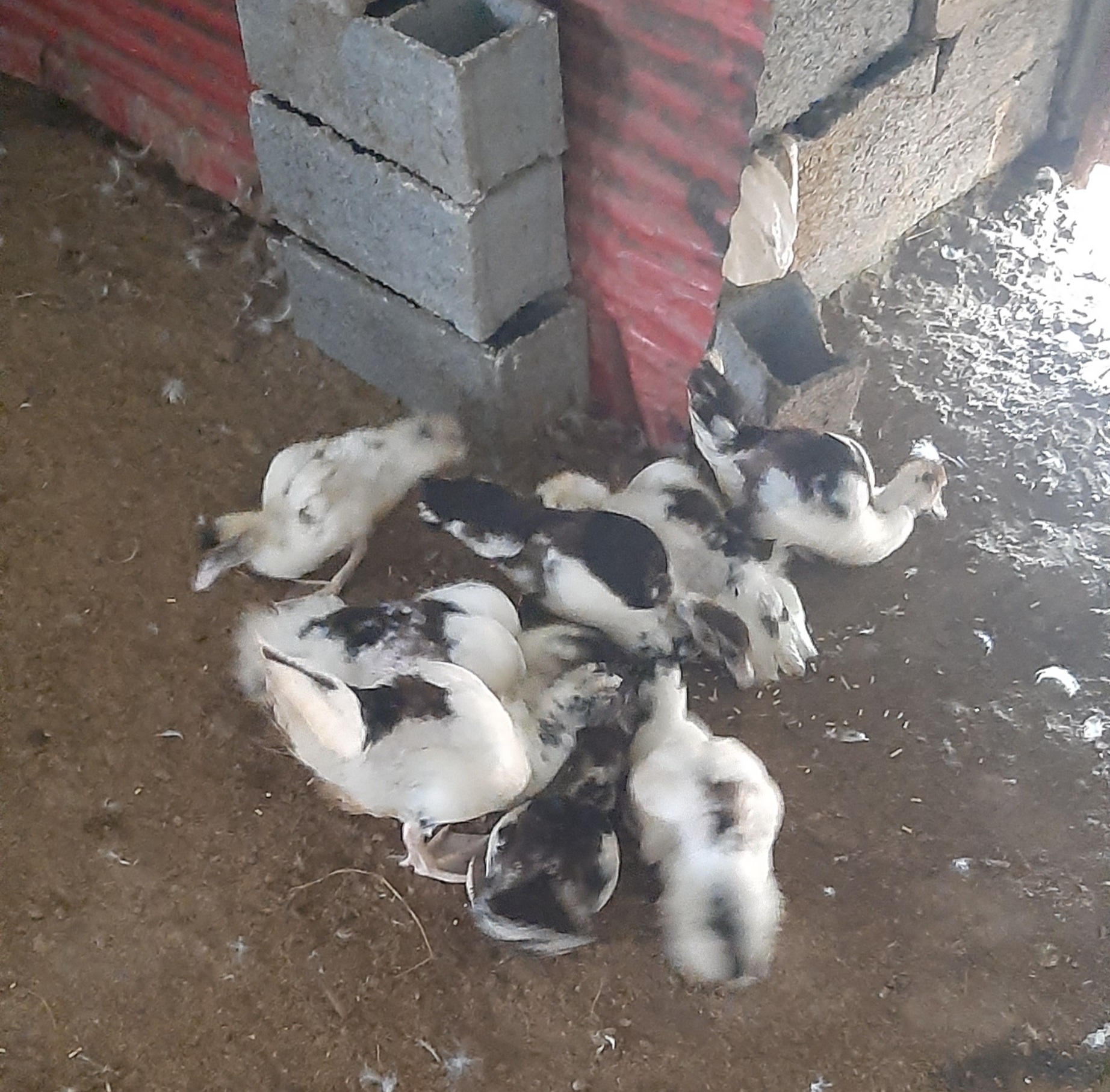 اینا جدیدن ...🥰