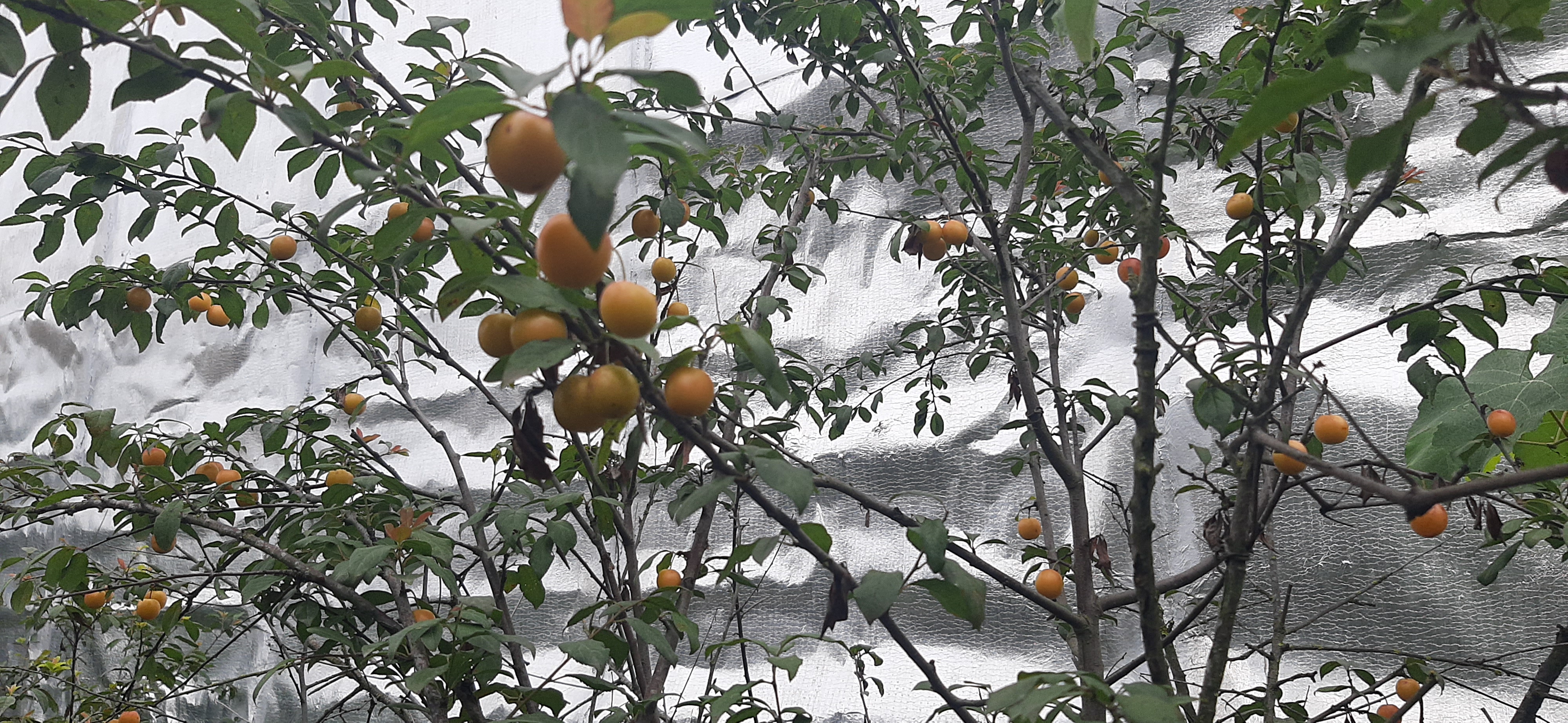 آلو خانوم ریز بچه