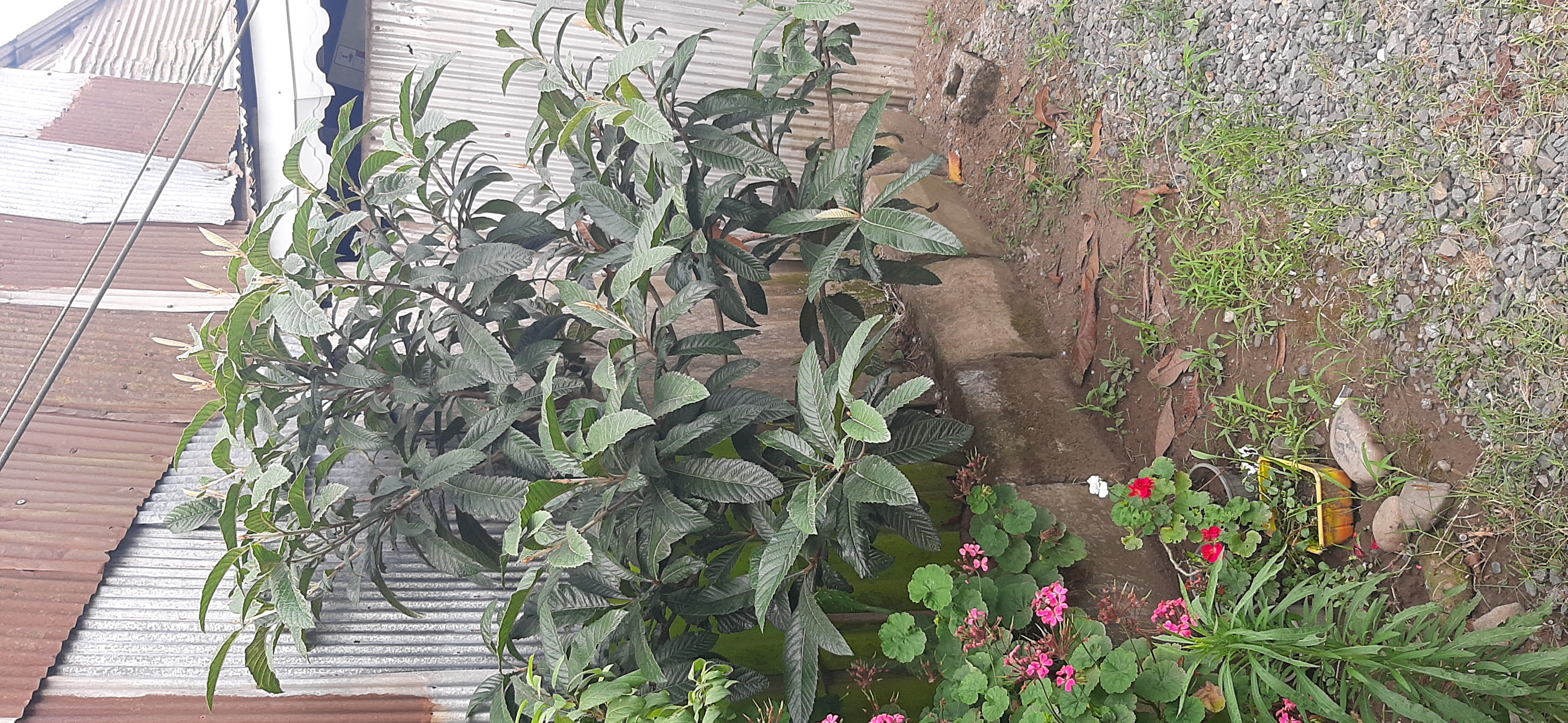 خانوم کوچیک ...انبوهای درشت و شیرین 🥰 دااااشت ...خوردم 😁