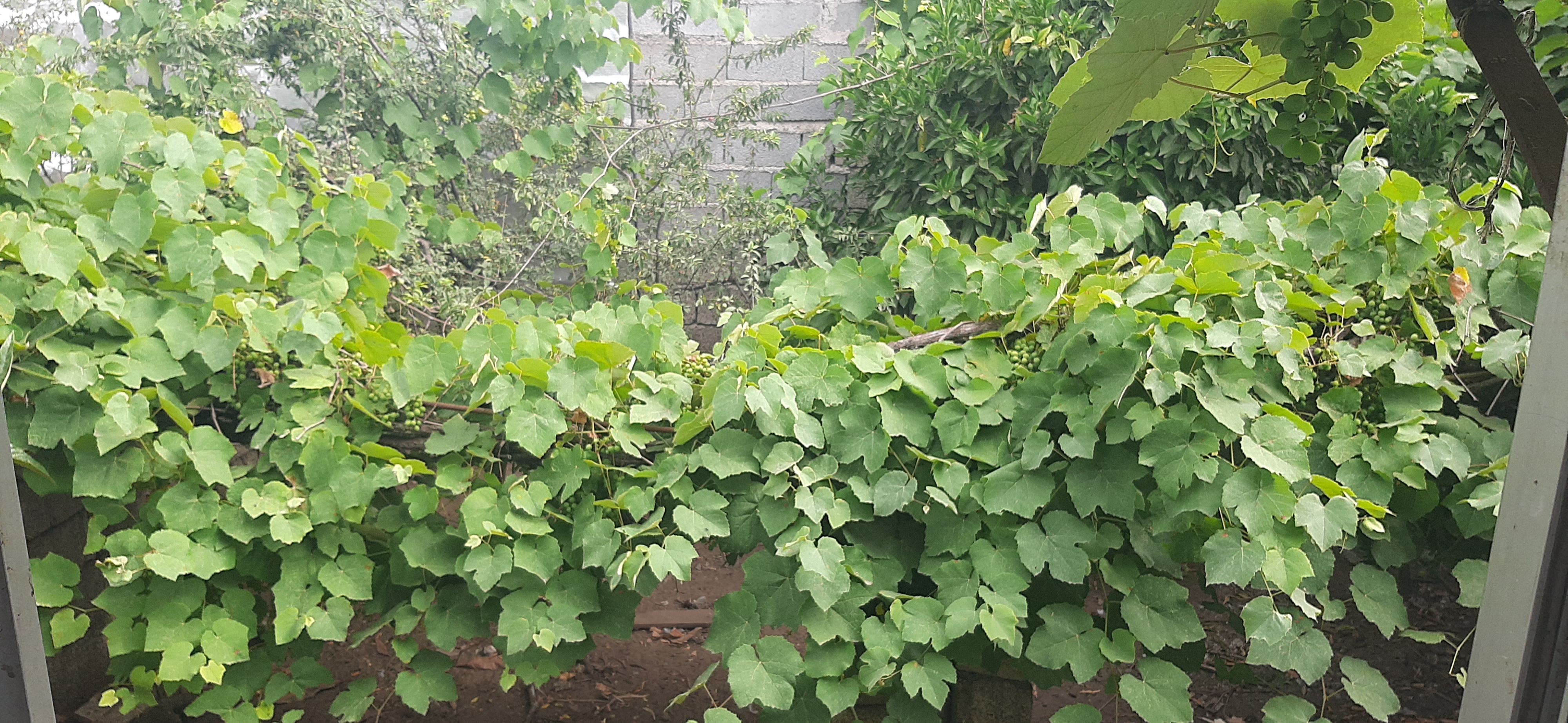 انگور خانومه دراز کش ...🥰🤠
