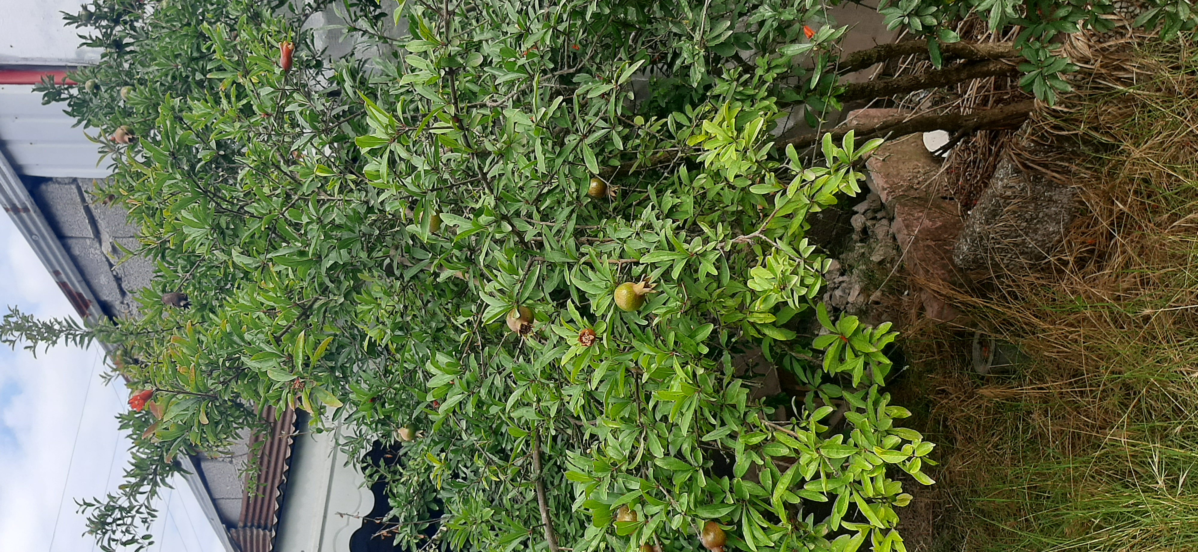 انار خانومه ...باردار