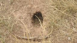 تا کی حاضرید از یک سوراخ گزیده شوید؟