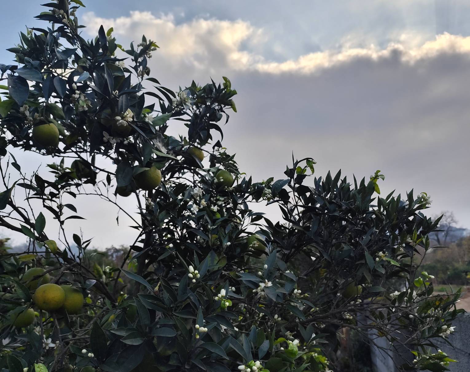 سوگ در حیاط بهارنارنج