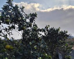 سوگ در حیاط بهارنارنج