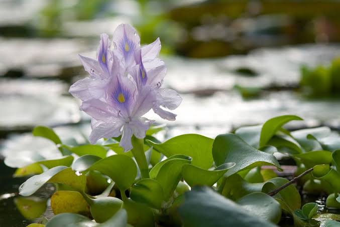سنبل آبی مهاجم. common water hyacinth