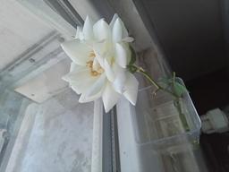 موضوعاتی درهم