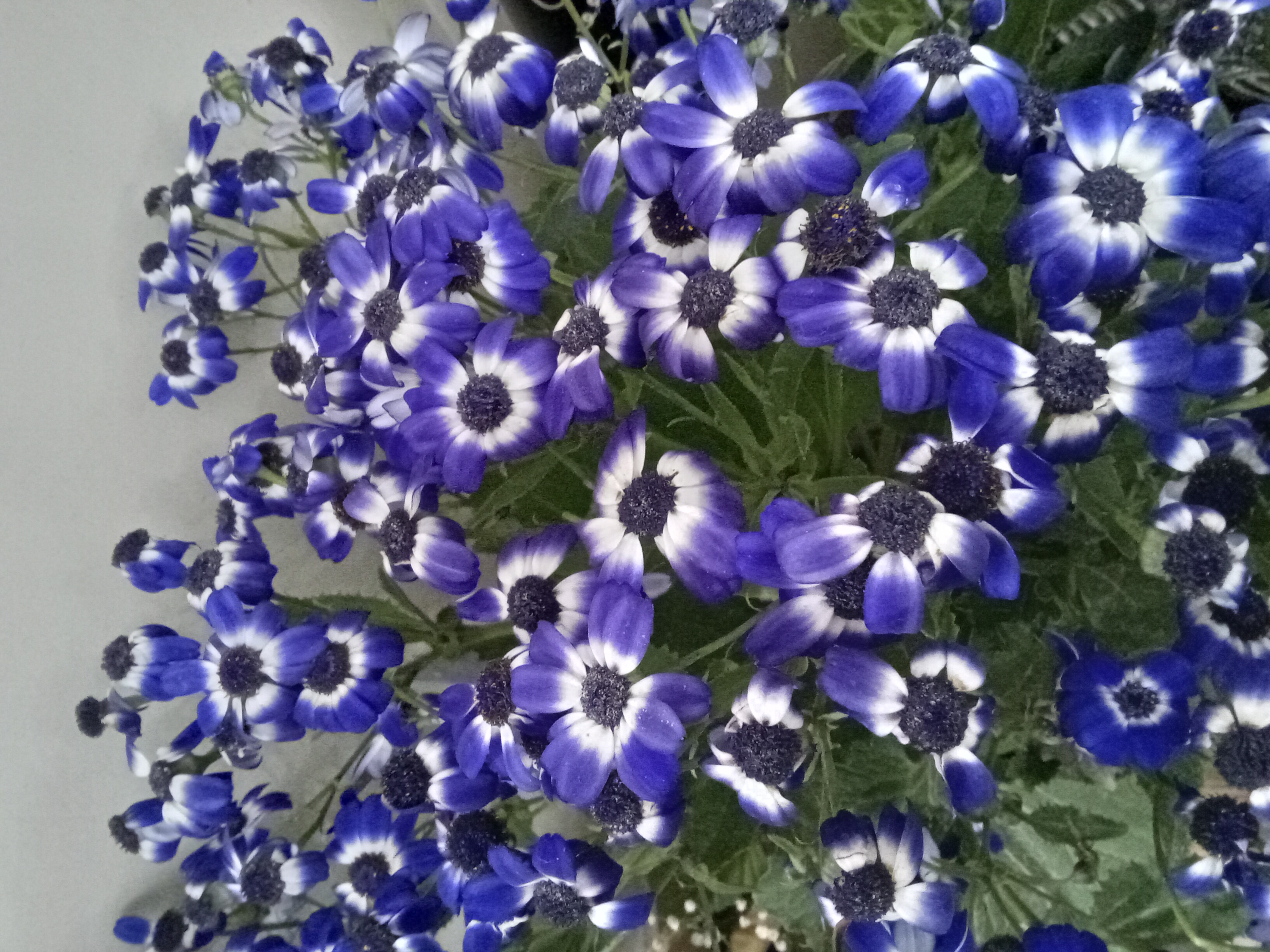 گل قشنگم ک برای عید خریدم .