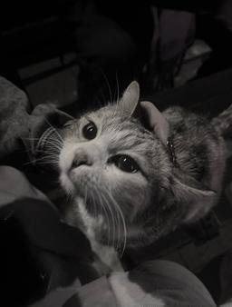 "چرخه‌ی نیاز"