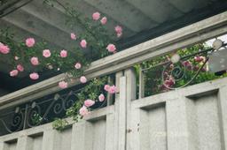 ناچاریم به سازگاری.