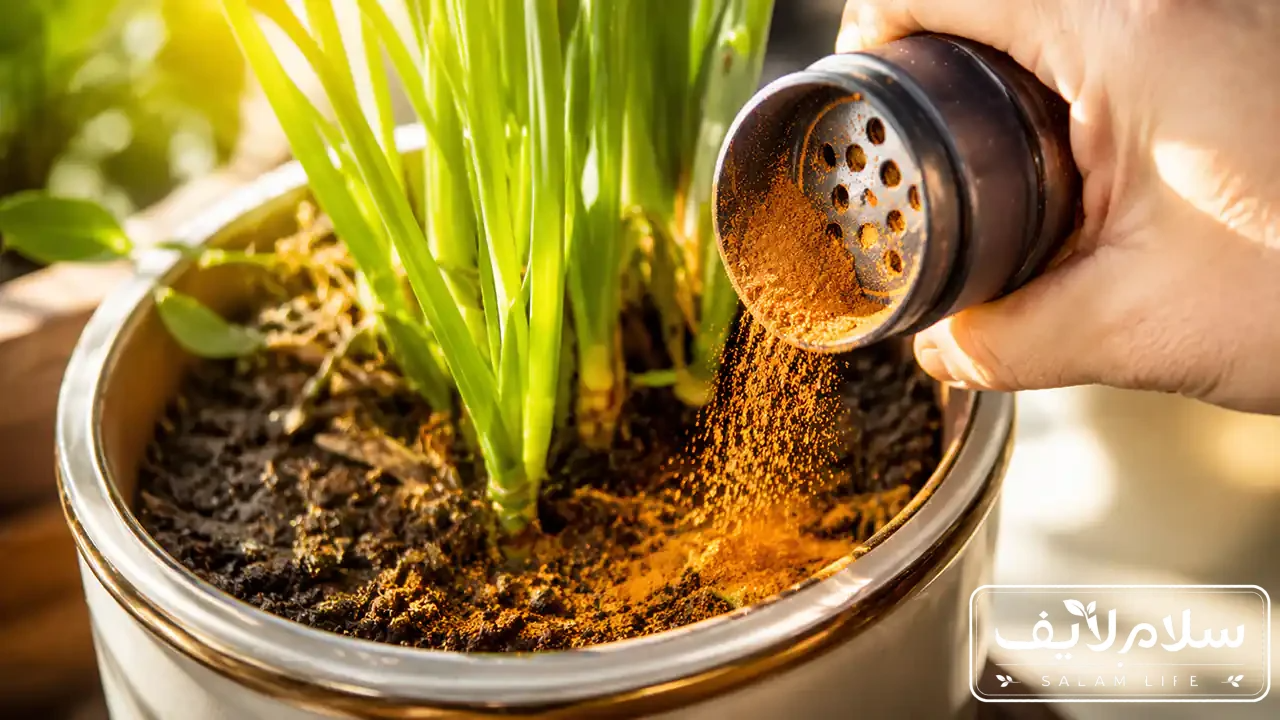 دارچین ناجی گیاهان آپارتمانی