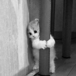 آزاد باش:)
