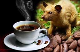 قهوه لواک؛ گران‌ترین قهوه جهان چگونه تولید می‌شود؟