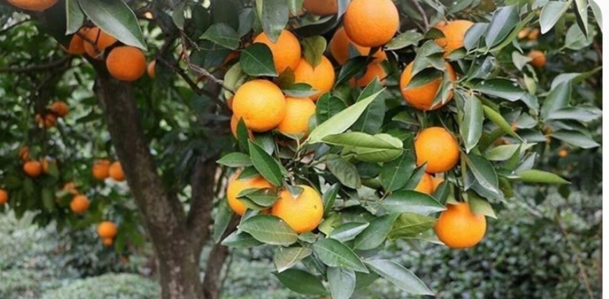 داراب ونارنج